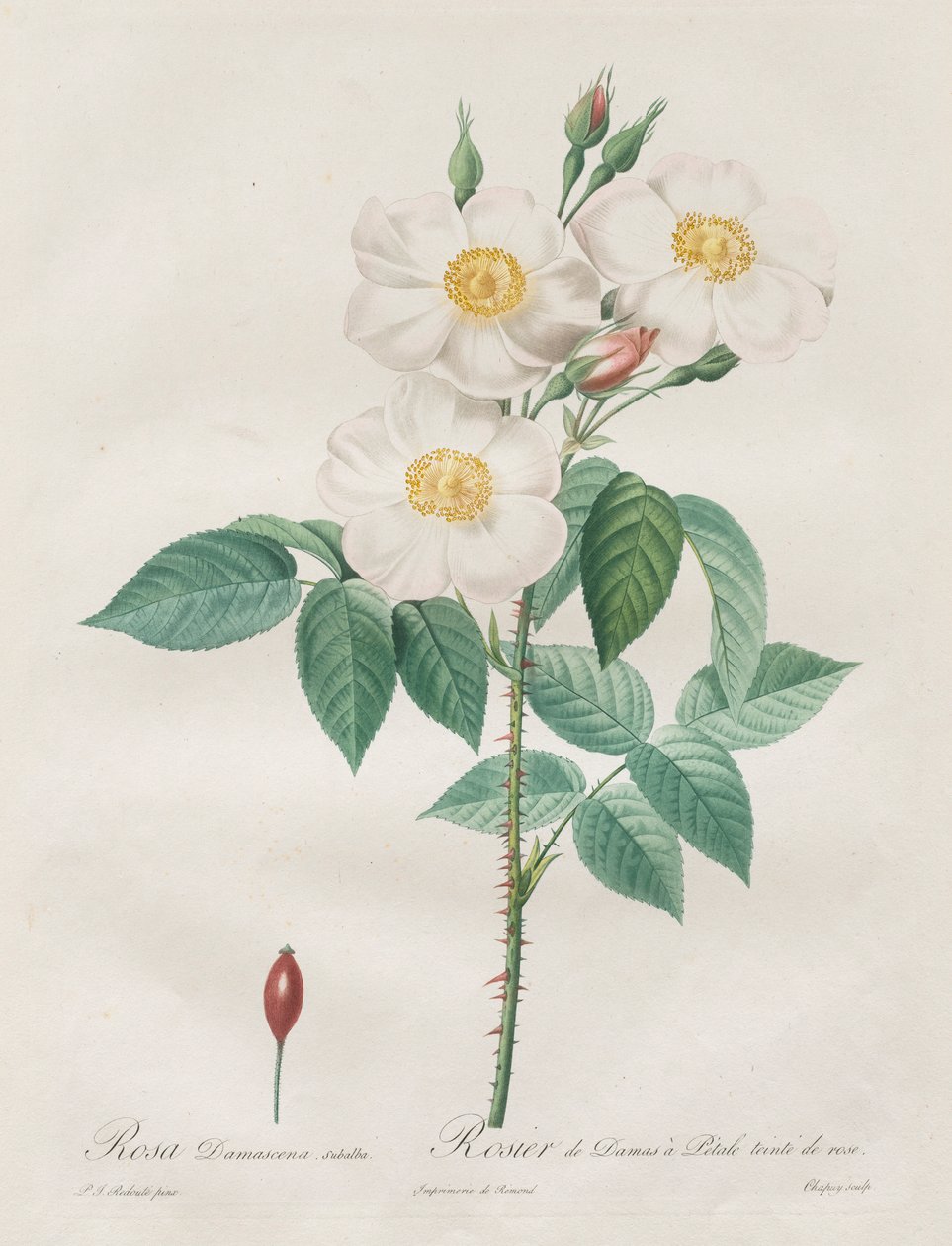 Les Roses: Rosa Damascena ، subalba ، 1817-1824. بواسطة بيير جوزيف ريدوت