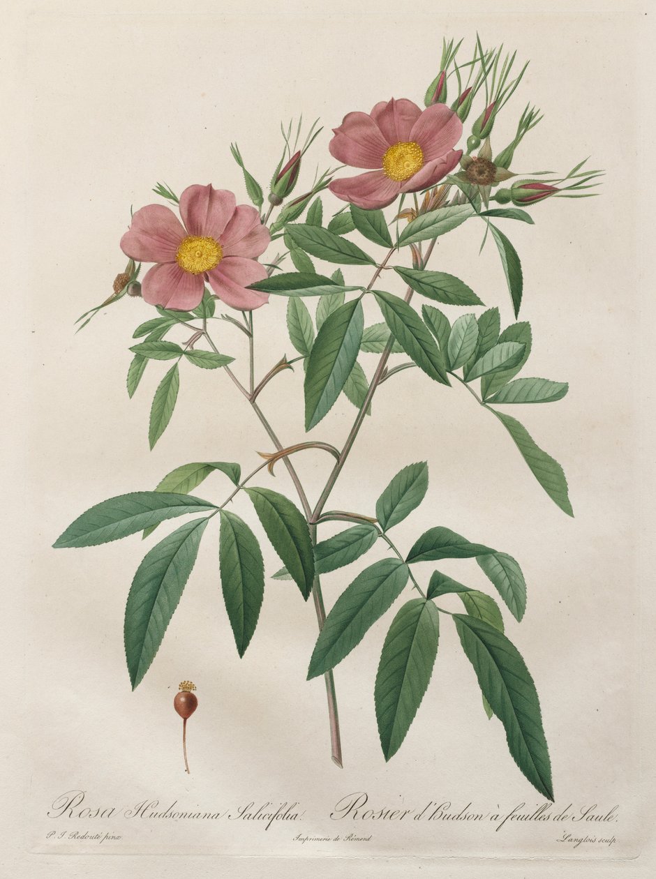 الورود: Rosa Hudsoniana Salicifolia ، 1817-1824. بواسطة بيير جوزيف ريدوت