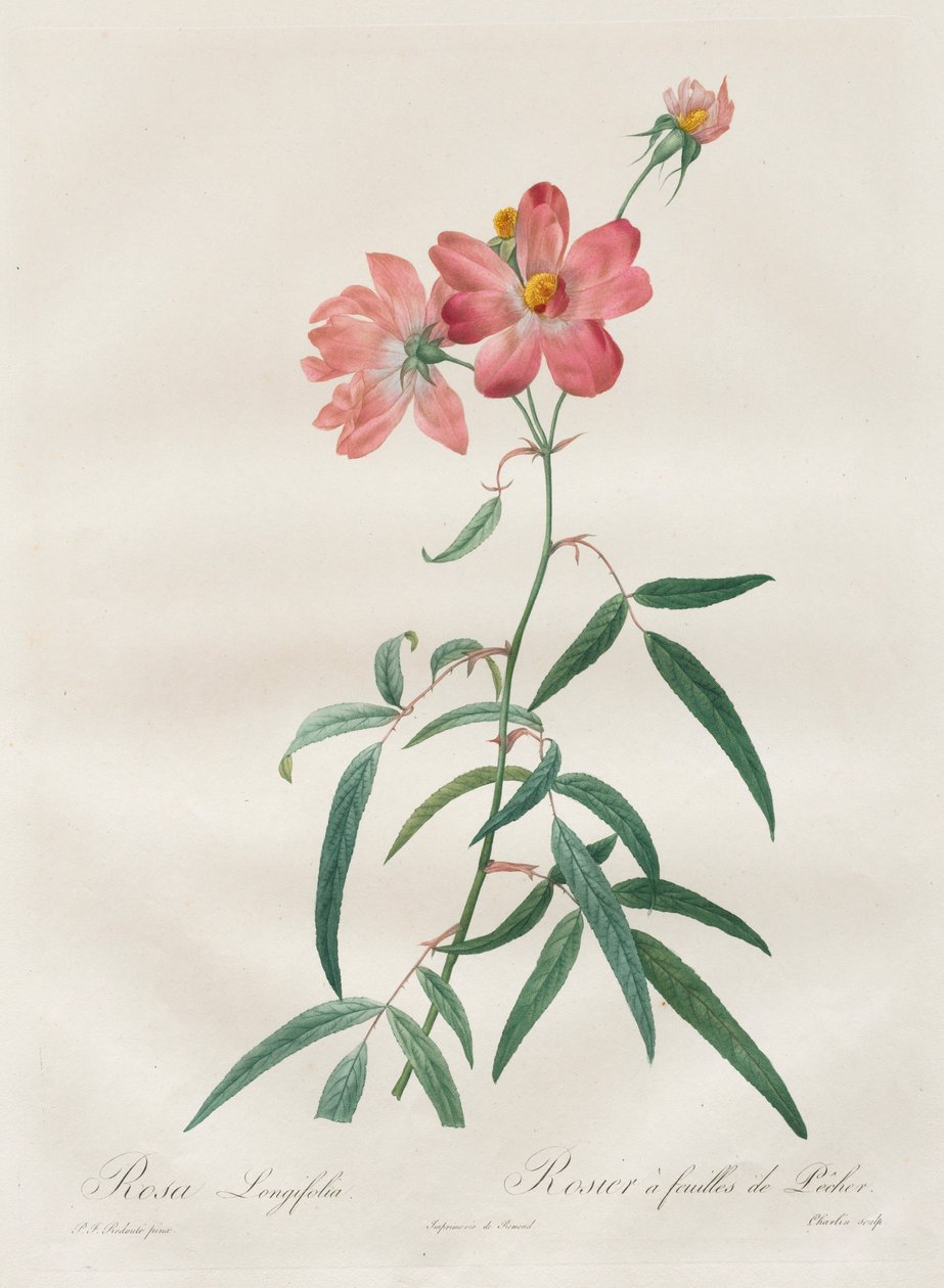 الورود: Rosa Longifolia ، 1817-1824. بواسطة بيير جوزيف ريدوت