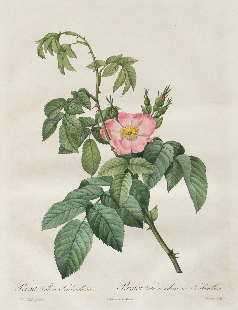 الورود: Rosa Villosa Terebenthina ، 1817-1824. بواسطة بيير جوزيف ريدوت