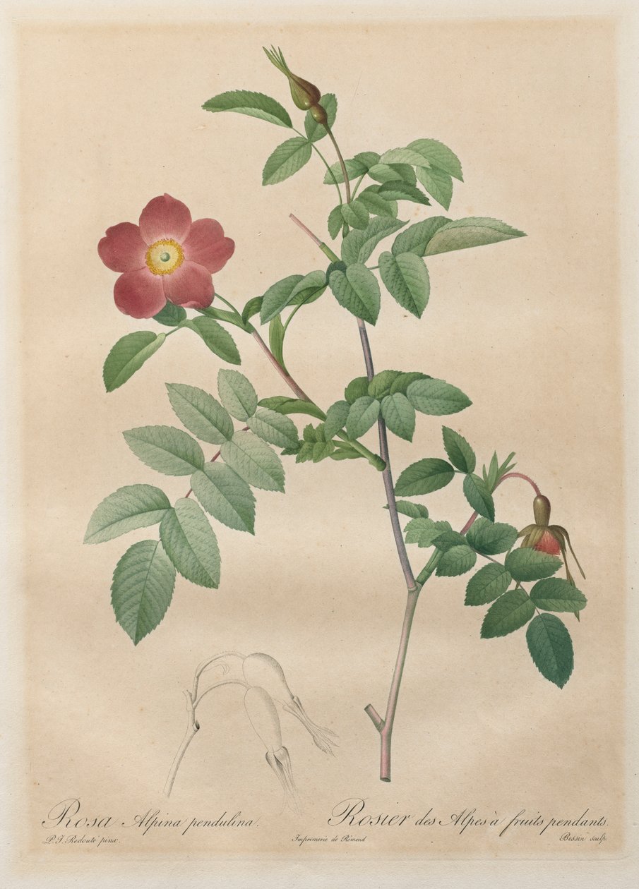 Les Roses: Rosa alpina pendulina ، 1817-1824. بواسطة بيير جوزيف ريدوت