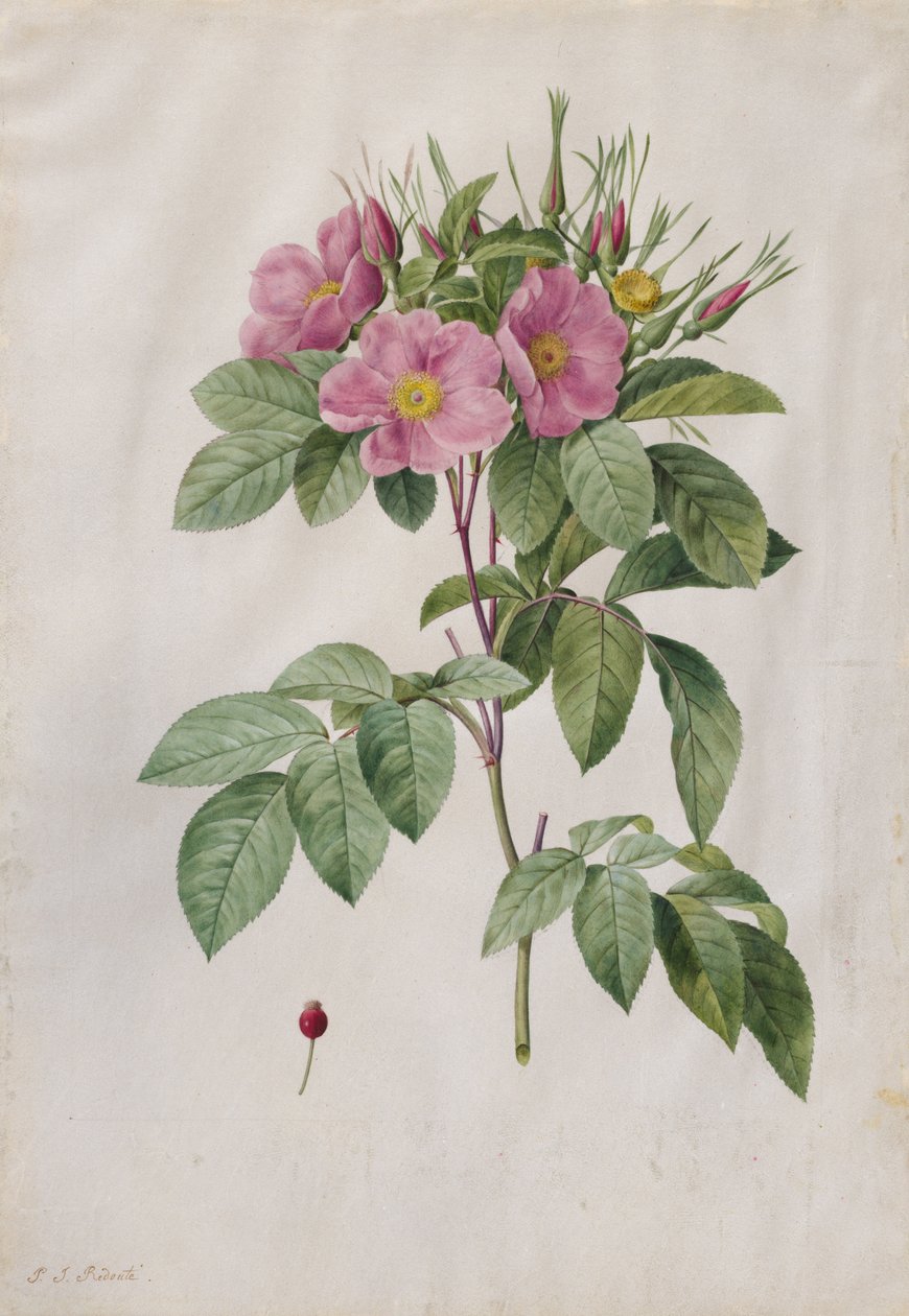 المرعى روز روزا كارولينا Corymbosa ، 1817-1824. بواسطة بيير جوزيف ريدوت