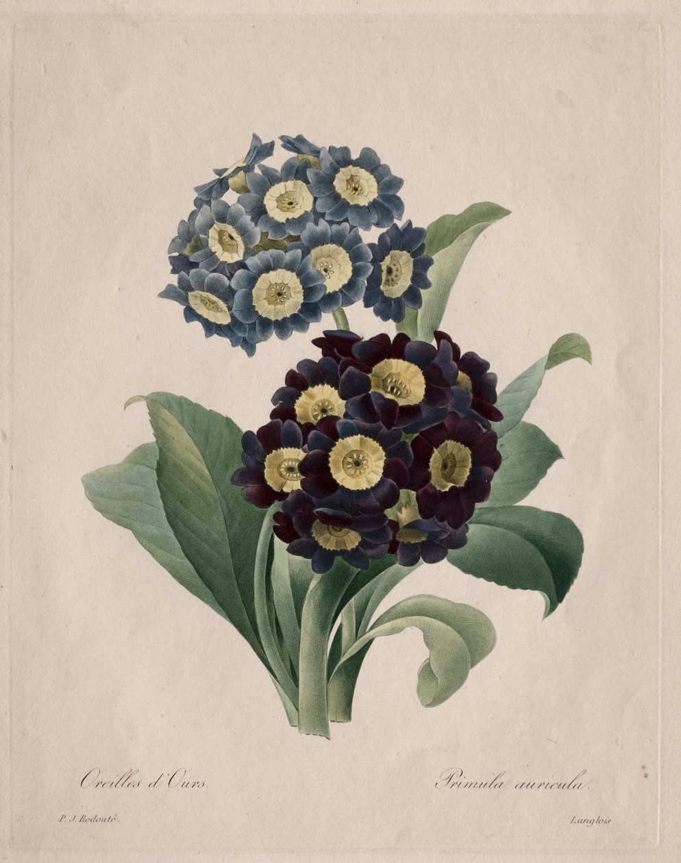 Primula auricula ، 1827. بواسطة بيير جوزيف ريدوت