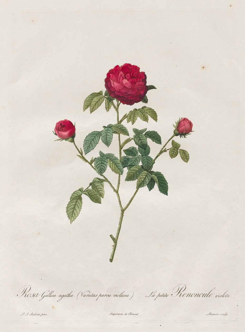 بروفانس أو ورد فرنسي ، 1817-1824. بواسطة بيير جوزيف ريدوت