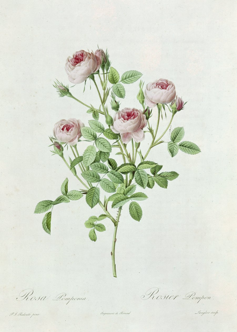 روزا بومبونيا ، من "Les Roses" بقلم كلود أنطوان ثوري (1757-1827) منقوش بواسطة Eustache Hyacinthe Langlois (1777-1837) 1817 بواسطة بيير جوزيف ريدوت