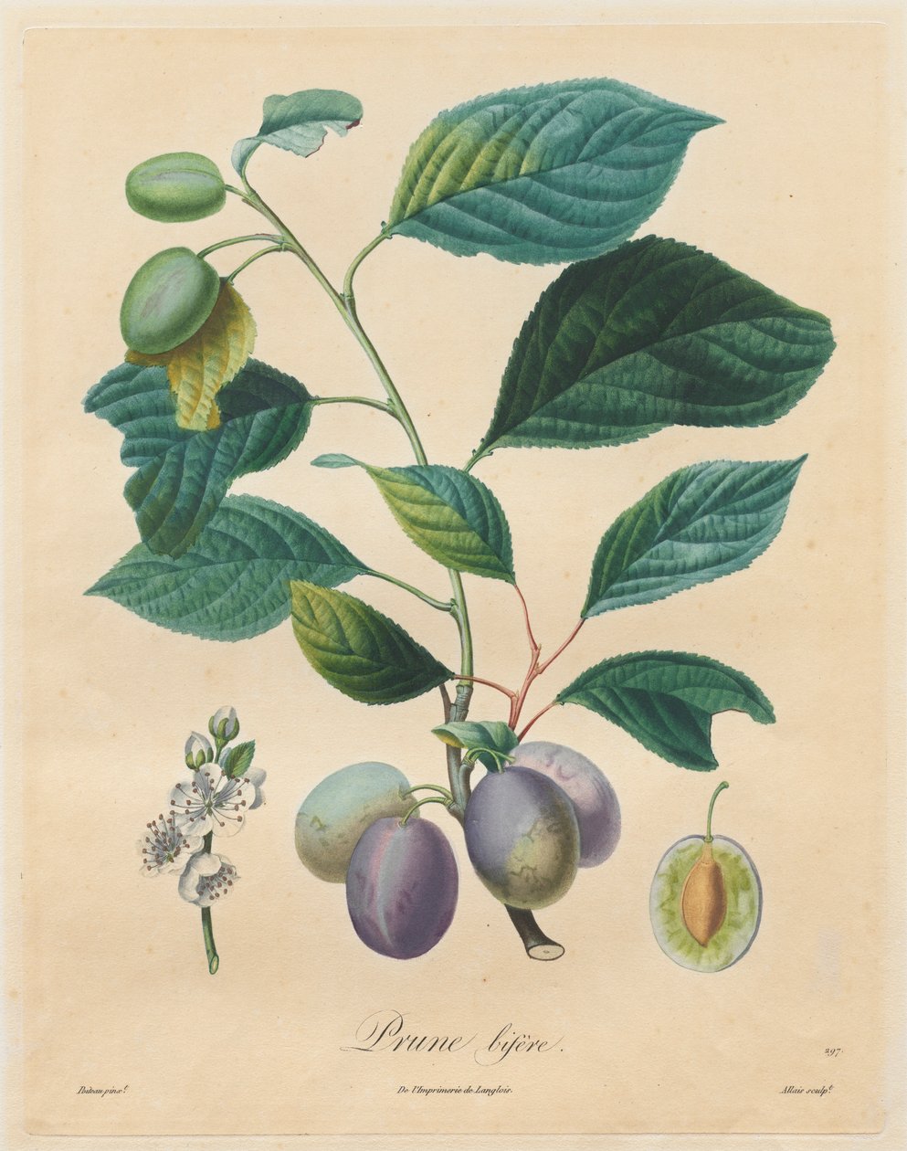 معاهدة أشجار الفاكهة: Plum bifer ، 1808-1835. بواسطة هنري لويس دوهاميل دو مونسو