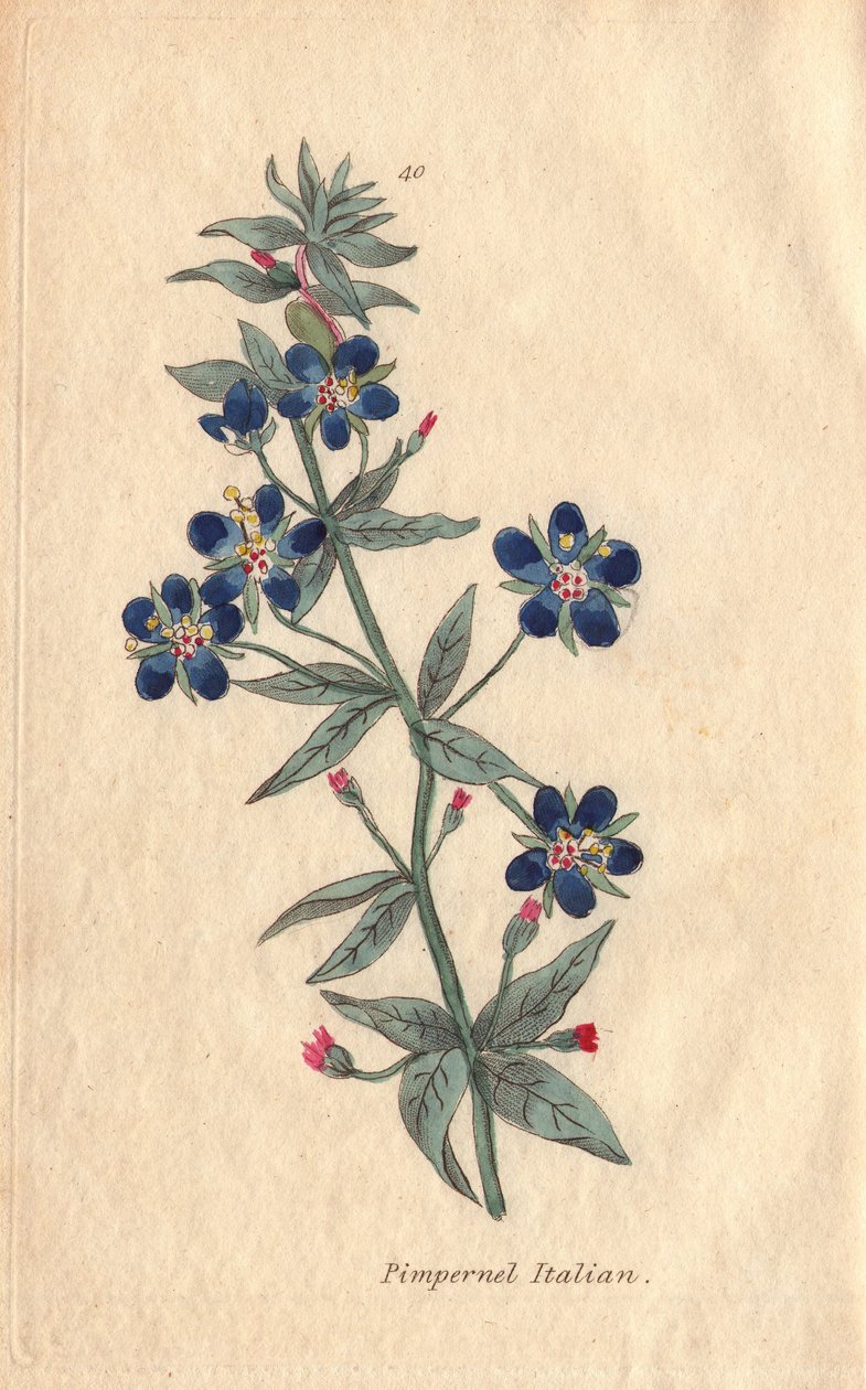 pimpernel الإيطالية ، Anagallis monellis ، زهرة بواسطة هنريتا موريارتي