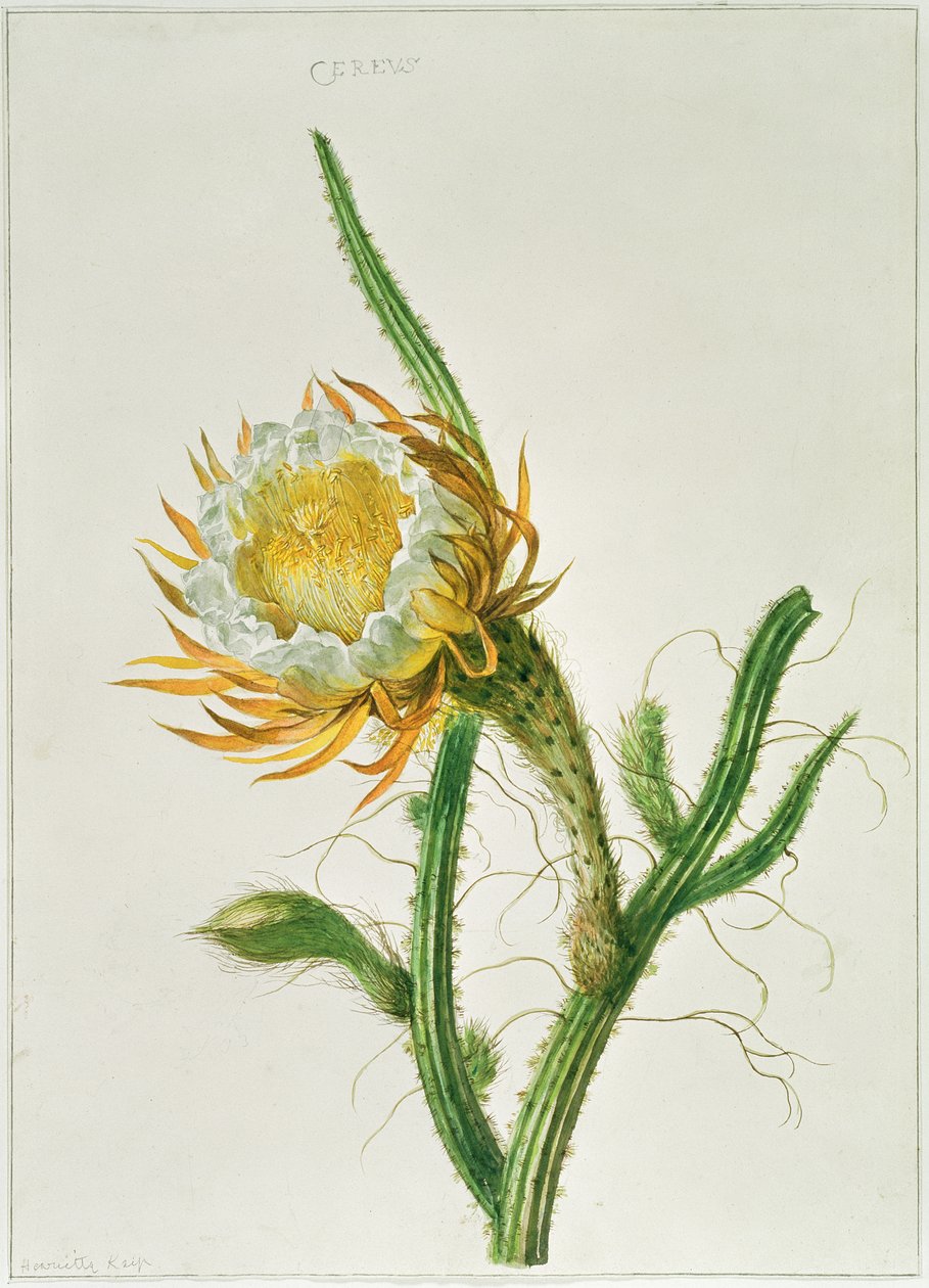 PD.729-11973 صبار زهور الليل (Selenicereus grandiflorus) ، موطن في جامايكا بواسطة هنرييت جيرترويد نيب