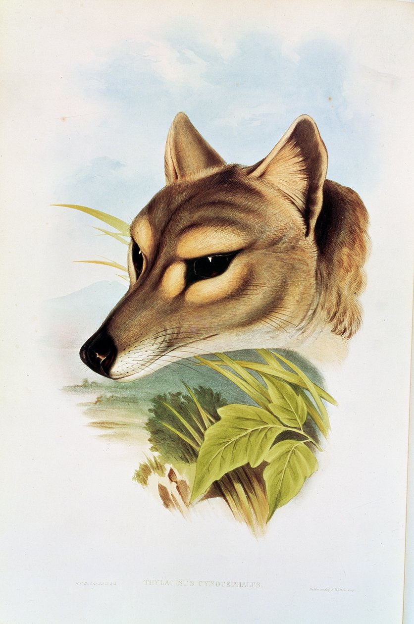الذئب التسماني أو النمر (thylacinus cynocephalus) بواسطة هنري قسطنطين ريختر