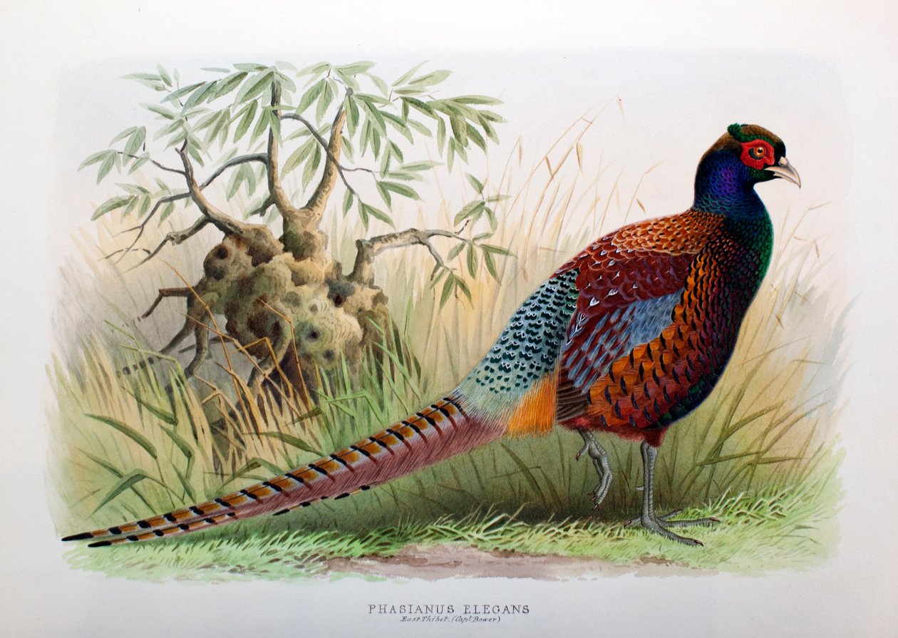 Phasianus Elegans ، 1906-7 بواسطة هنري جونز