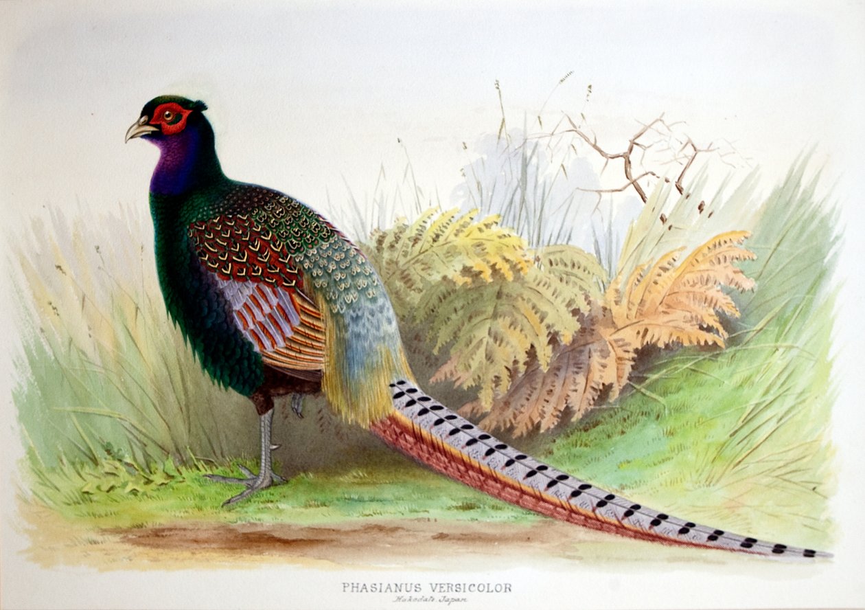 Phasianus Versicolor ، c.1896-1921 بواسطة هنري جونز