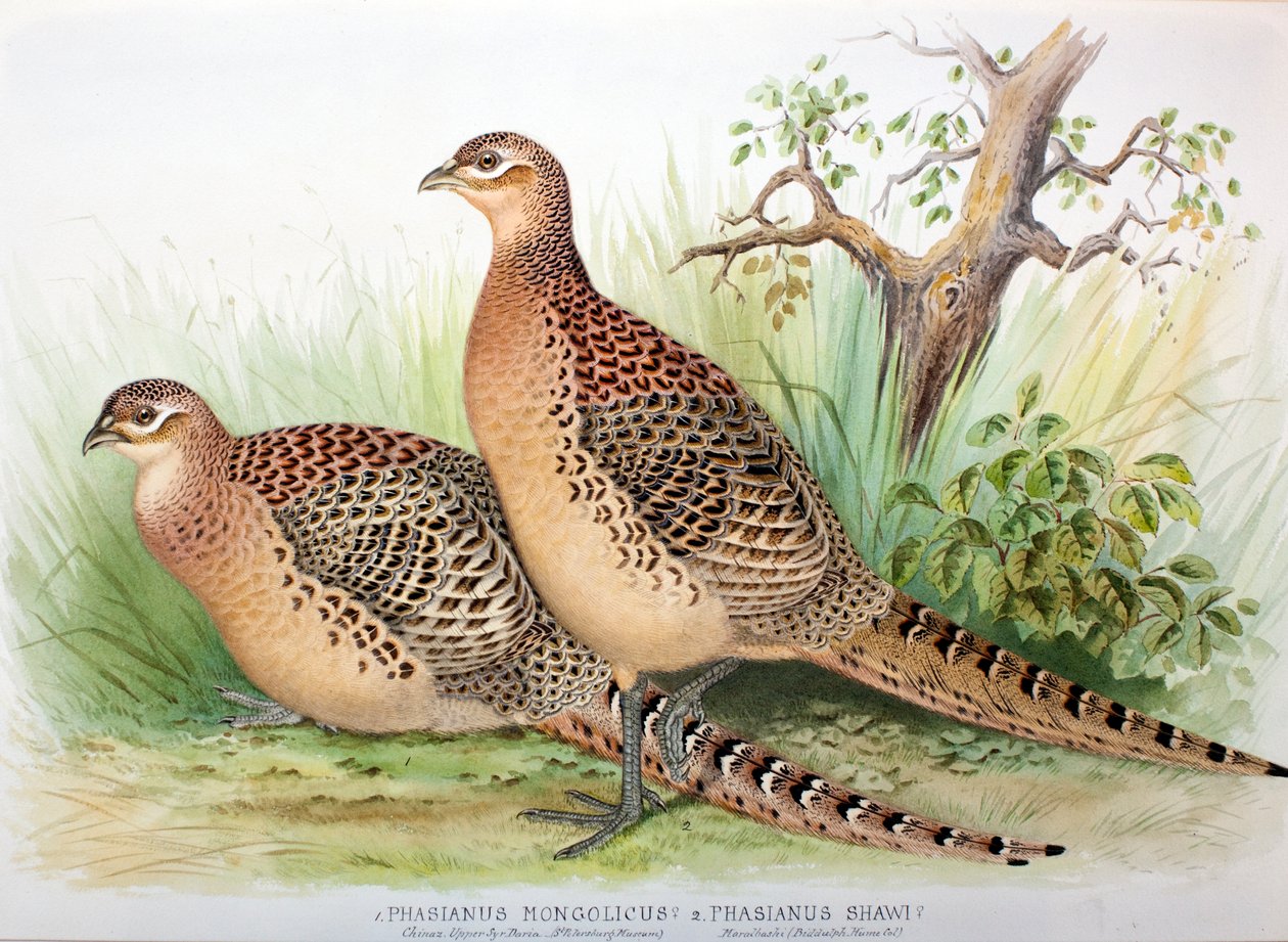 Phasianus mongolicus و Phasianus shawi ، 1906-7 بواسطة هنري جونز
