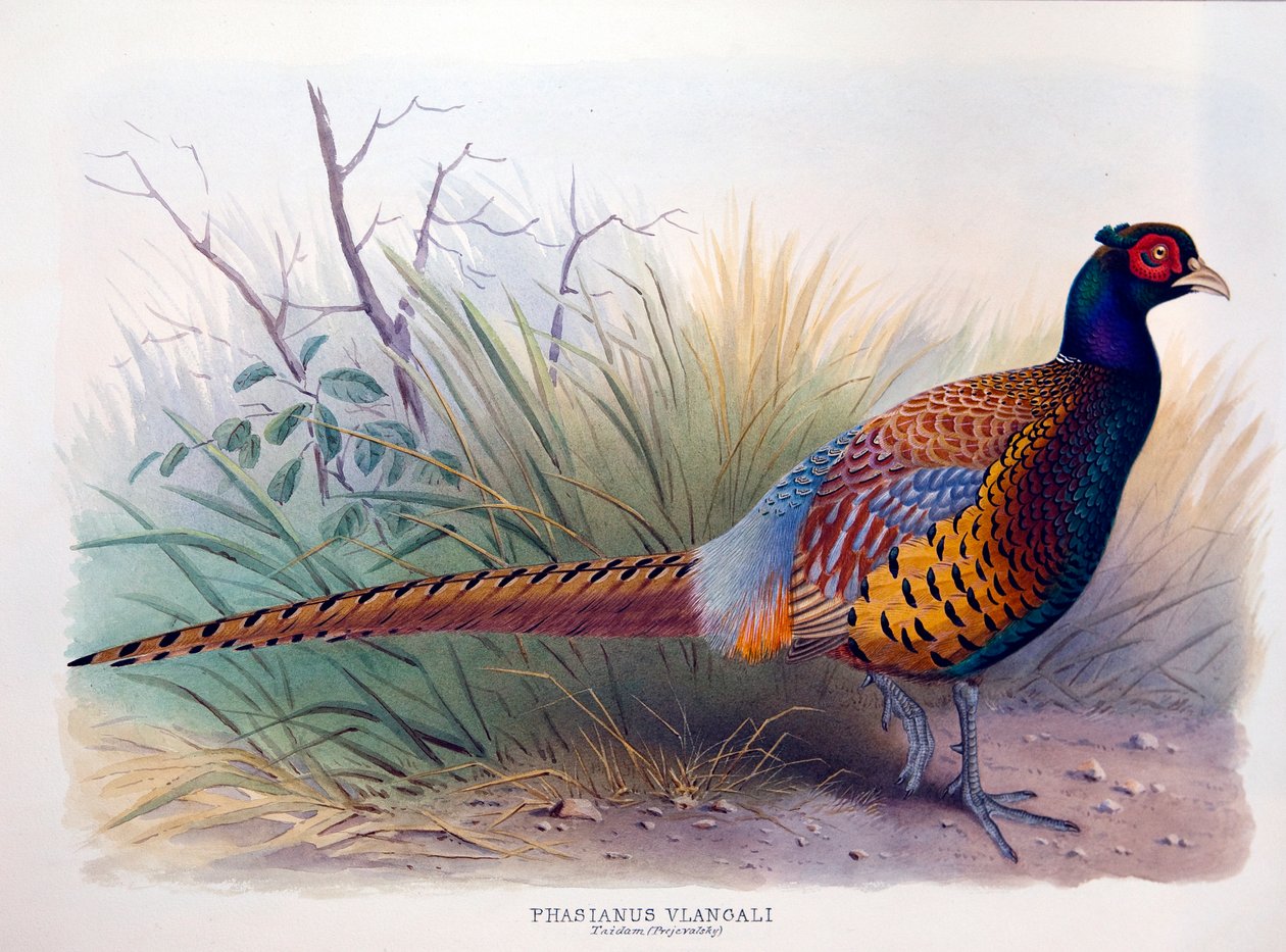 Phasianus vlangali ، c.1896-1921 بواسطة هنري جونز