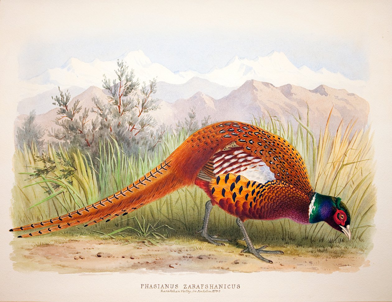 Phasianus zarafshanicus ، c.1896-1921 بواسطة هنري جونز