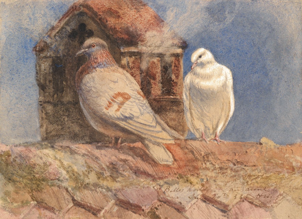 حمامات دوف تستريح على السطح ، Belles Roches ، لوزان ، 1856 (مرحاض ، قلم رصاص ، قلم حبر بني مرتفع مع أبيض على ورق) بواسطة هنري مور