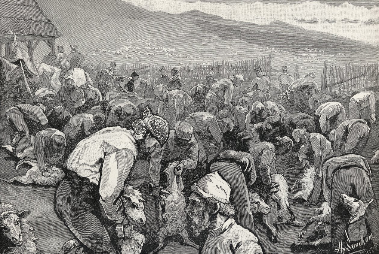 تقطيع الأغنام في جنوب كاليفورنيا ، من مجلة The Century Illustrated الشهرية ، مايو إلى أكتوبر 1883 بواسطة هنري ساندهام