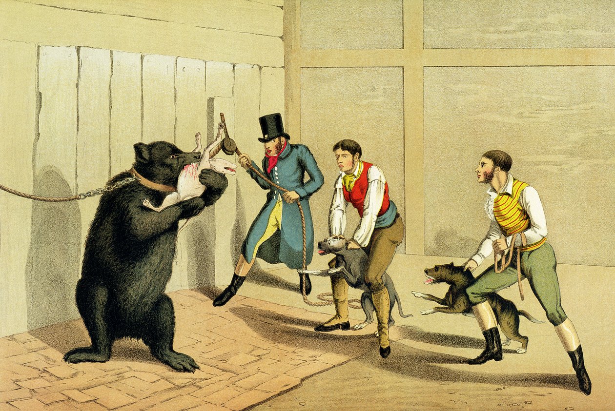 "Bear Baiting" ، حانة. بقلم توماس ماكلين ، 1820 ، (مطبوعة رياضية) بواسطة هنري توماس الكين