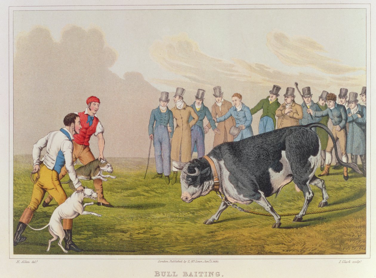 `` Bull Baiting &39;&39; ، pub.by Thomas McLean ، 1820 ، (طباعة) بواسطة هنري توماس الكين