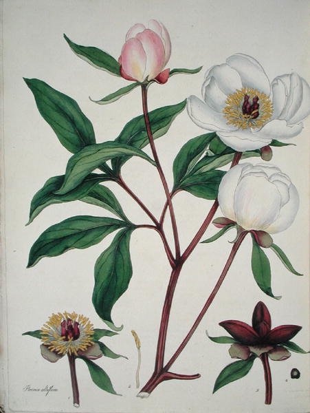 Paeonia Albiflora ، من "The Botanist's Repository" ، تم نشره عام 1797 (نقش ملون) بواسطة هنري اندروز