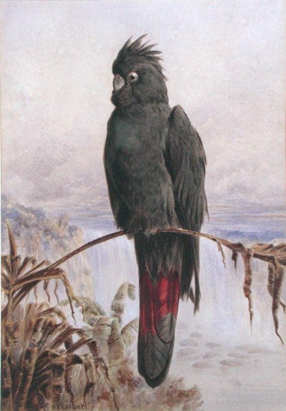 الببغاء الأسود الأسترالي ذو الذيل الأحمر (ألوان مائية ولون جسم على ورق) بواسطة هنري برايت