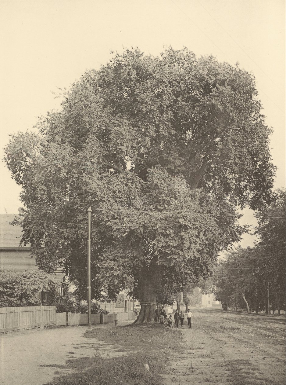 The Whittemore Elm ، أرلينغتون بواسطة هنري بروكس