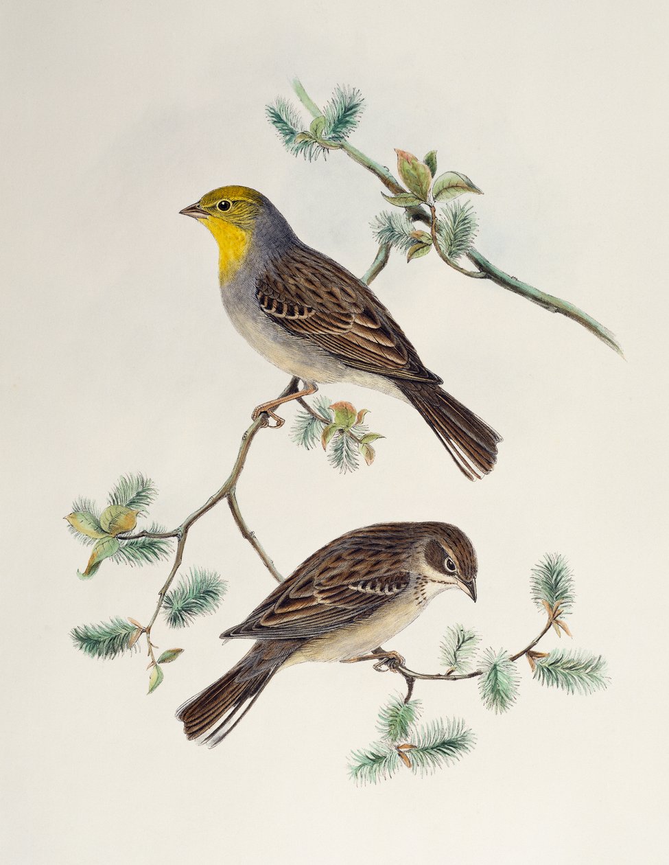 Emberiza cinerea, from Birds of Asia بواسطة هنري قسطنطين ريختر