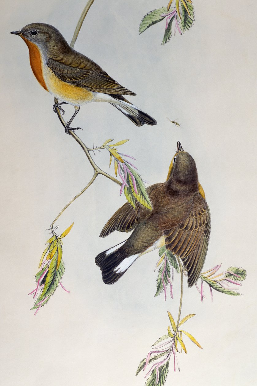 Red-breasted flycatcher (Ficedula parva), from Birds of Great Britain بواسطة هنري قسطنطين ريختر
