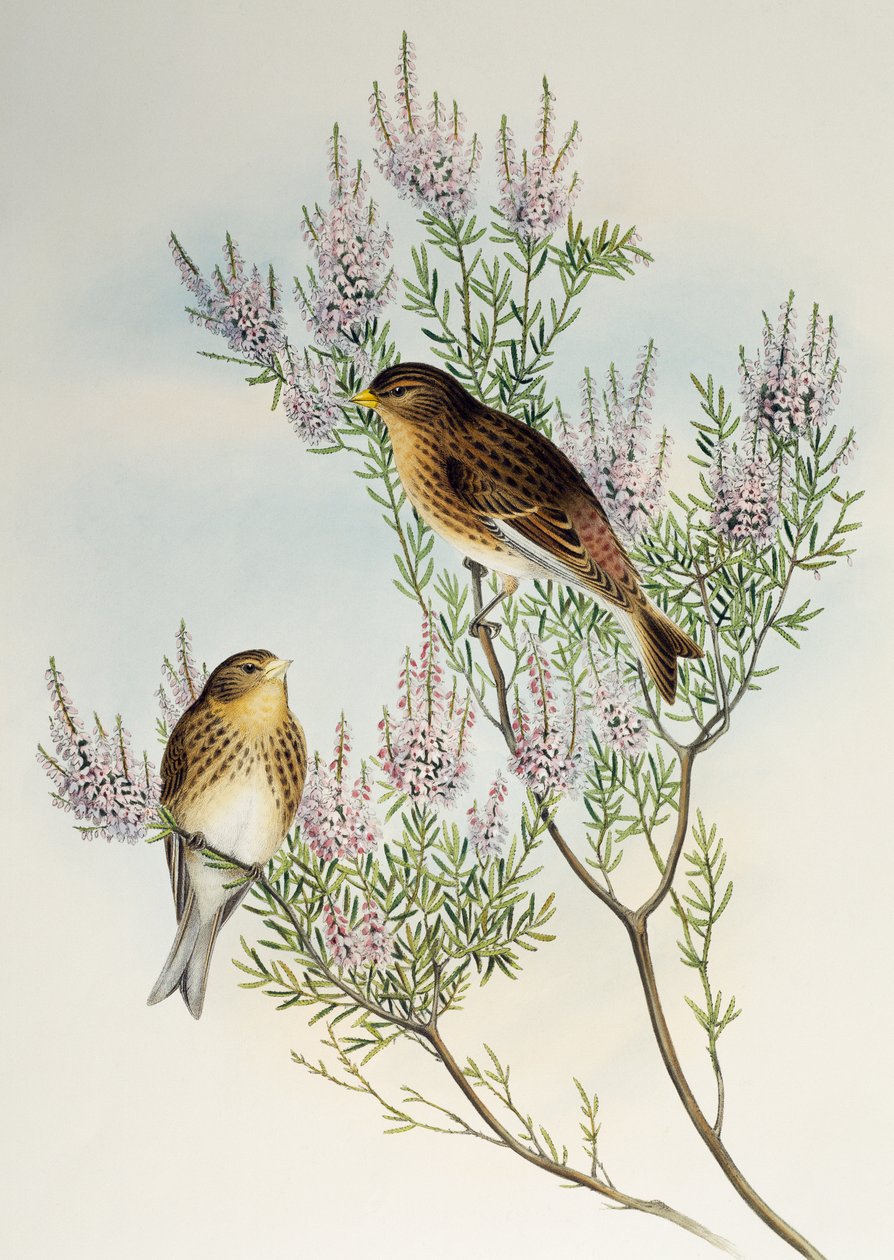 Twite (Carduelis flavirostris) ، من طيور بريطانيا العظمى بواسطة هنري قسطنطين ريختر