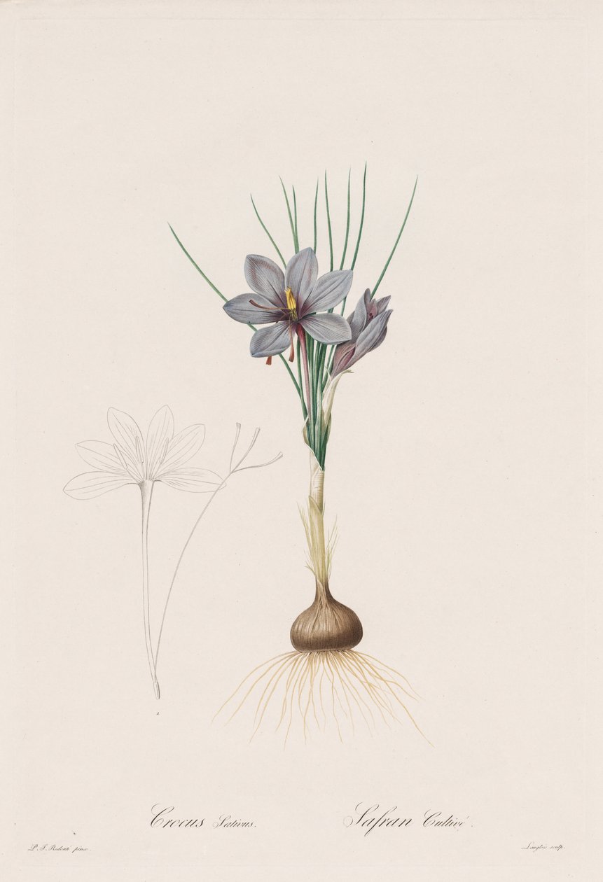 الزنبق: Crocus Sativus بواسطة هنري جوزيف ريدوت