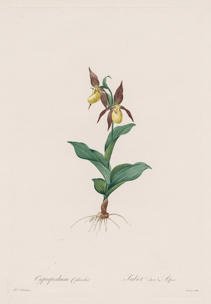 ليليسيه: Cypripedium calceolus بواسطة هنري جوزيف ريدوت