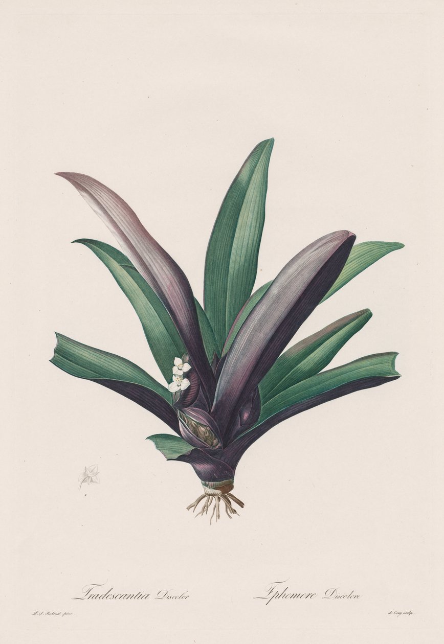 ليليسيه: تلطيخ Tradescantia بواسطة هنري جوزيف ريدوت