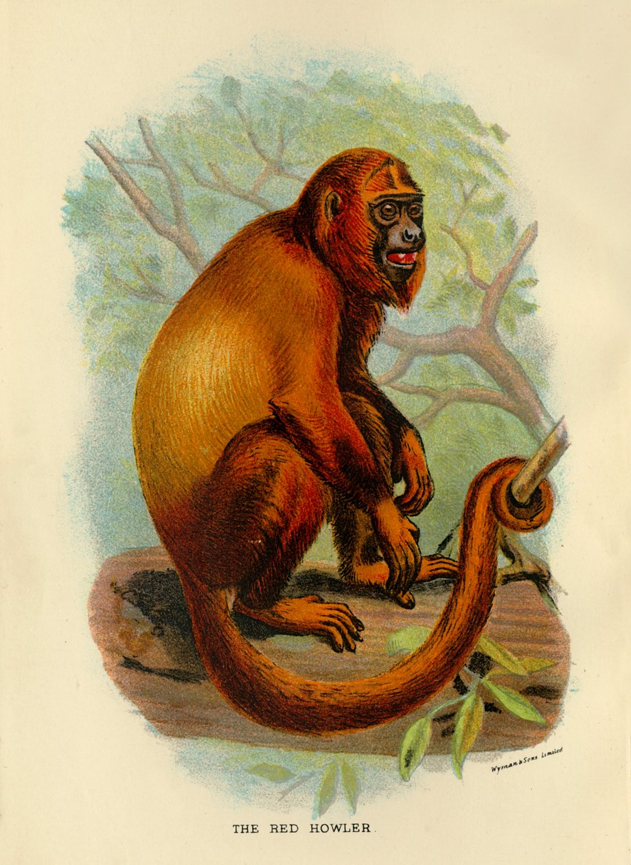 The Red Howler ، 1896 بواسطة هنري أوج فوربس