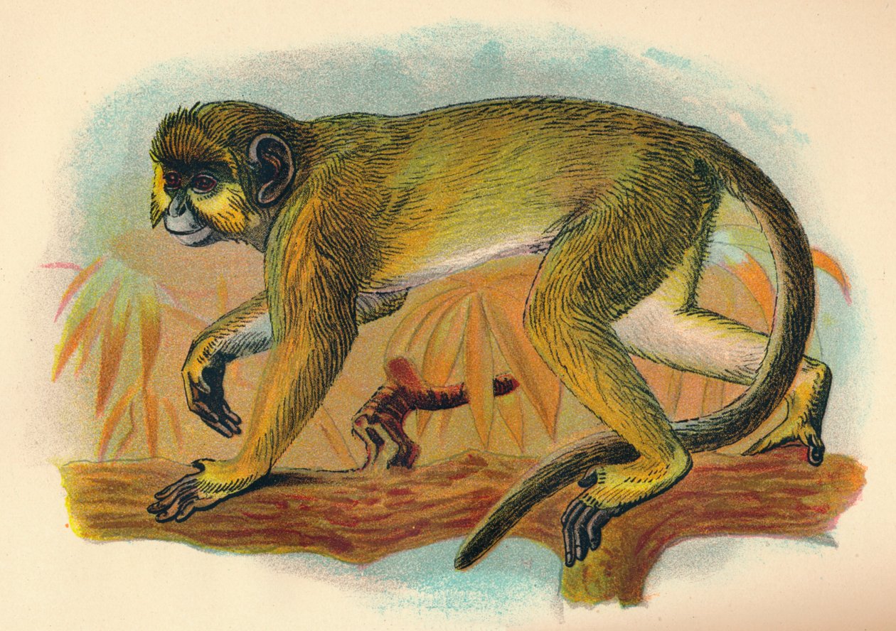 Talapoin ، 1897 بواسطة هنري أوج فوربس