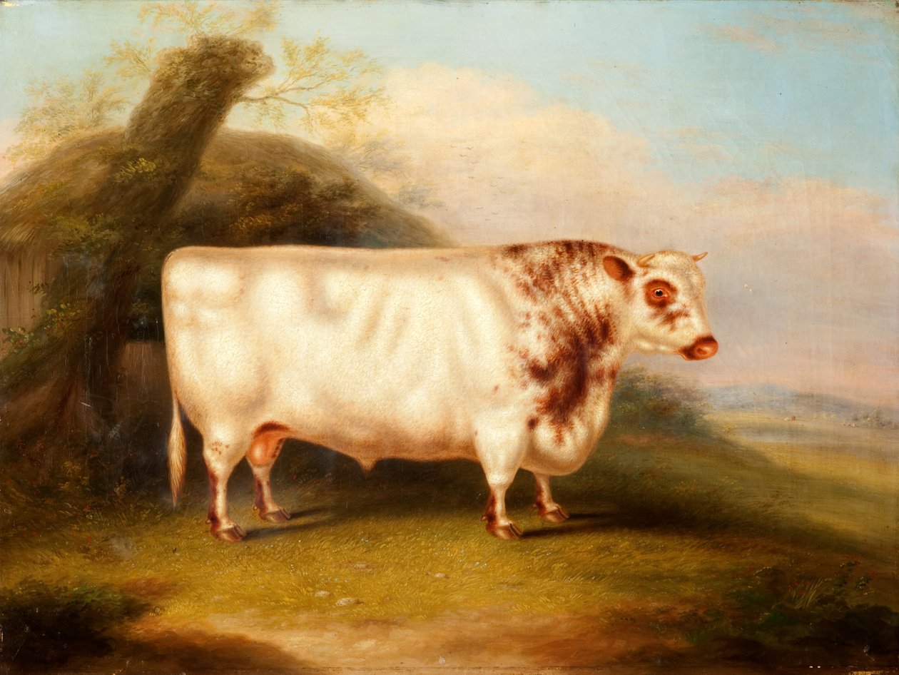 هارلسونيا (Shorthorn Bull) ، c.1855 بواسطة هنري ستافورد