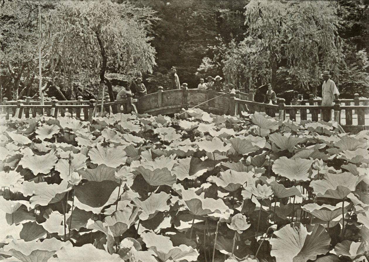 بركة لوتس ، 1910. بواسطة هربرت بونتينج