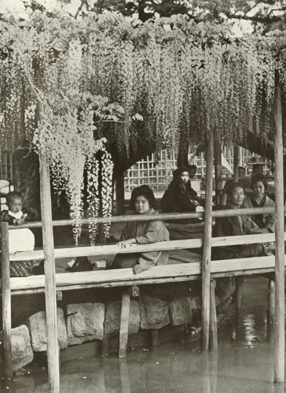 A الوستارية أربور في كاميدو ، 1910. بواسطة هربرت بونتينج