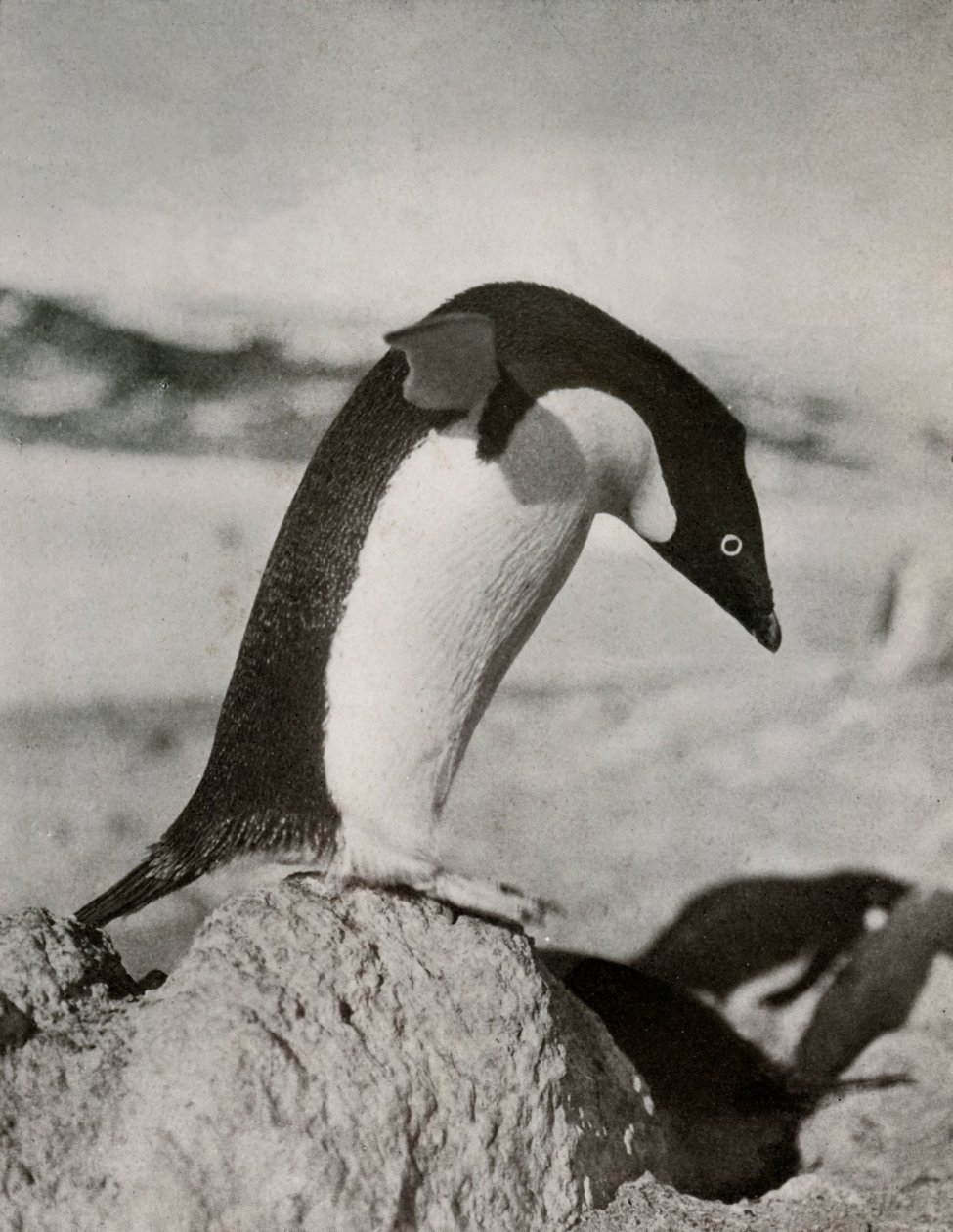 Adélie Penguin على وشك الغوص ، c19101913 ، 1913 بواسطة هربرت بونتينج