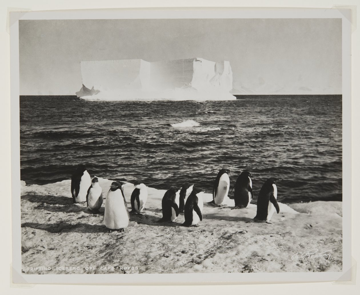 Drifting Iceberg off Cape Royds (طباعة بروميد) بواسطة هربرت بونتينج