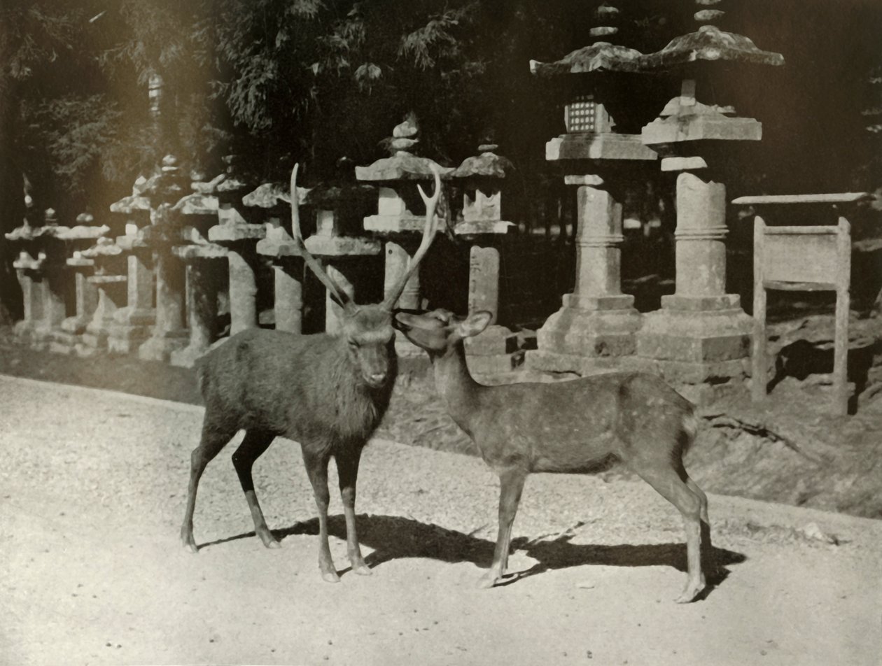 عزيزي! دراسة في نارا ، 1910. بواسطة هربرت بونتينج