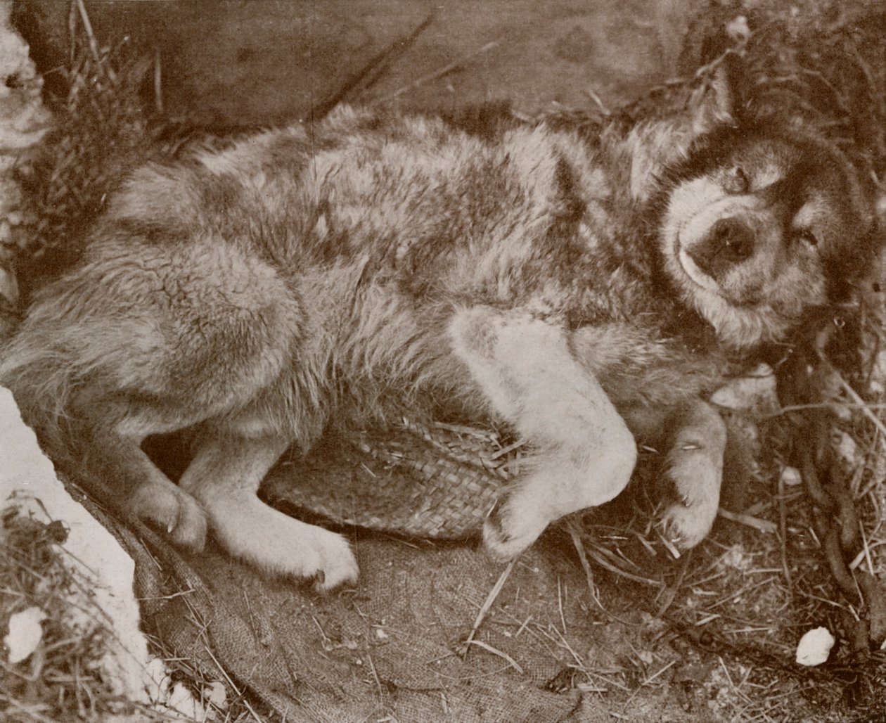 Stareek Malingering ، c19101913 ، 1913 بواسطة هربرت بونتينج