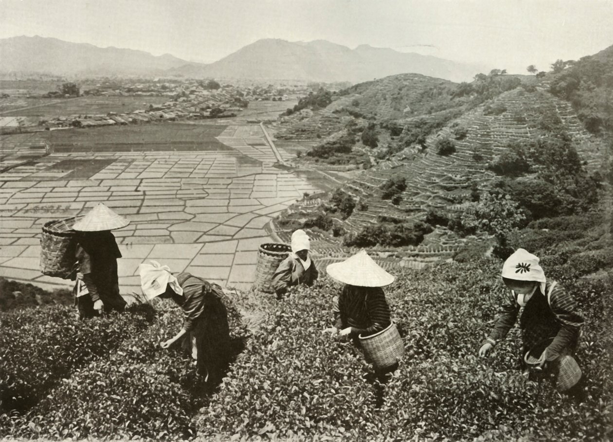 شاي على التلال والأرز على السهول ، 1910. بواسطة هربرت بونتينج