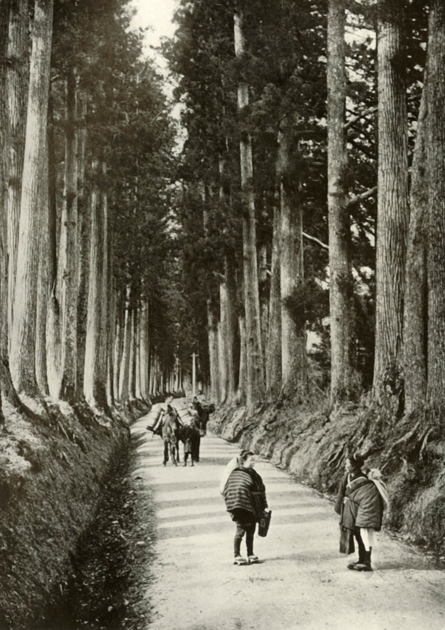 The Cryptomerias at Nikko ، 1910. بواسطة هربرت بونتينج