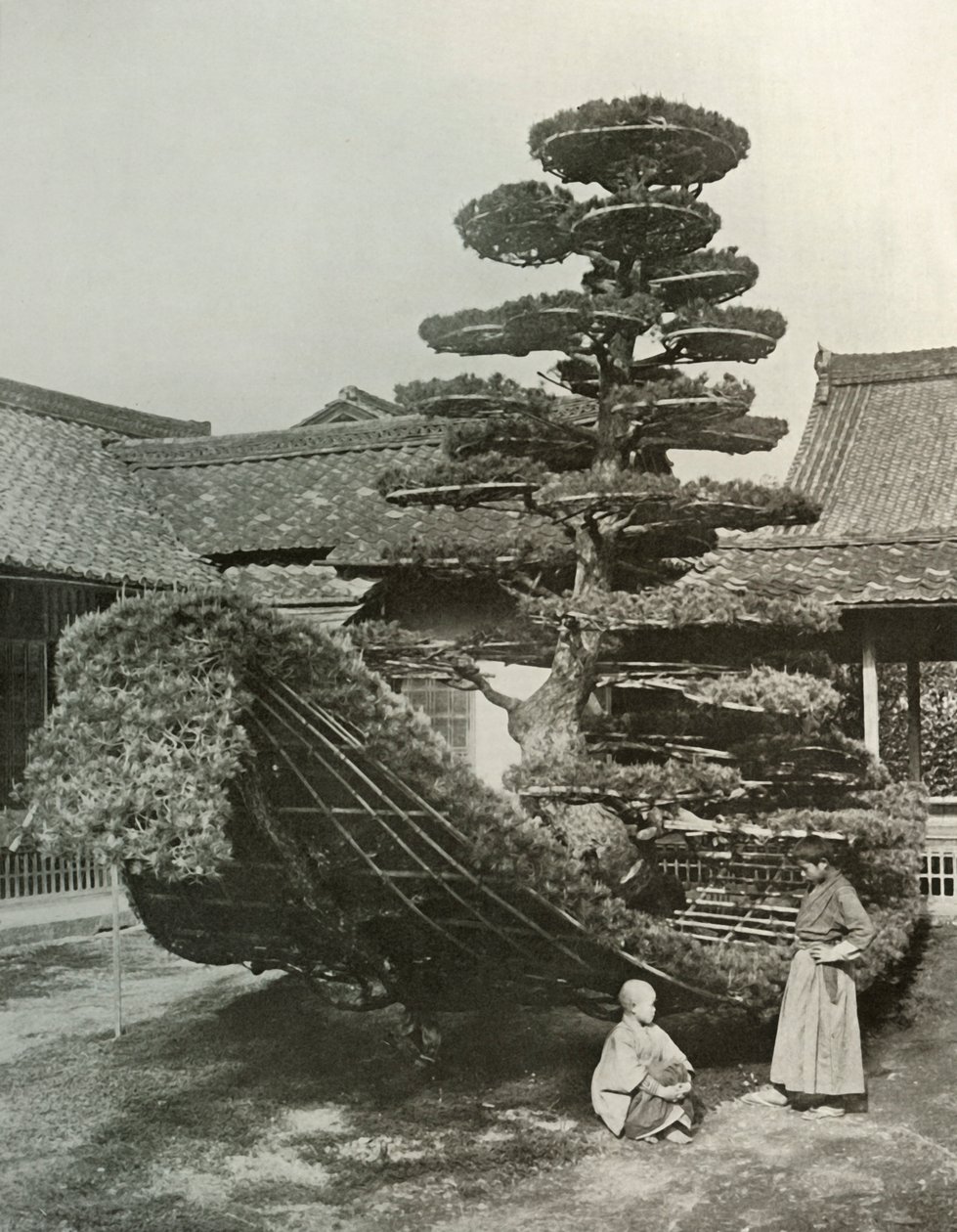 The Pine-Tree Junk في Kinkakuji ، 1910. بواسطة هربرت بونتينج