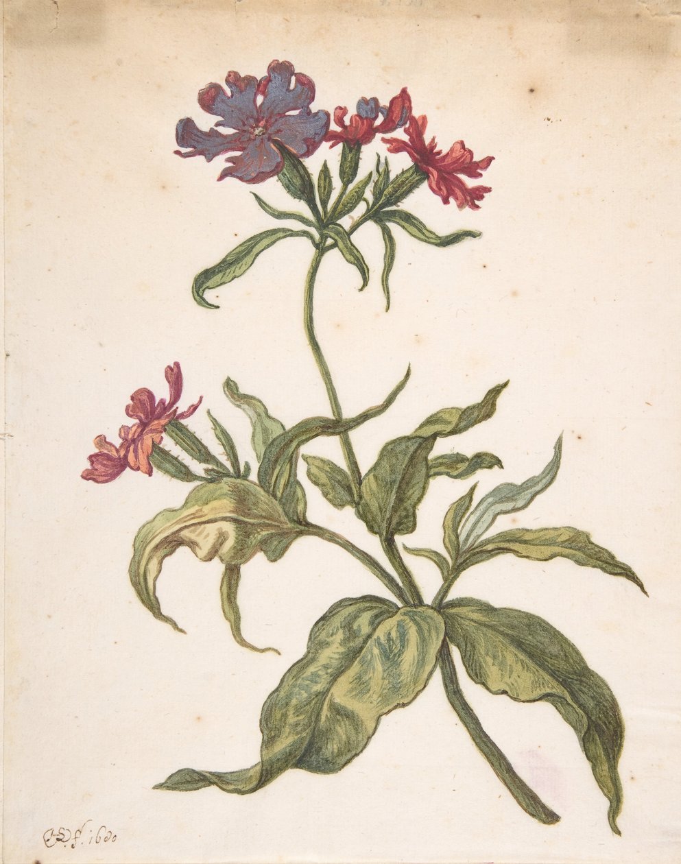 دراسة الذبابة الحمراء Lychnis hirsuta ، 1680. بواسطة هيرمان سافتليفن الأصغر
