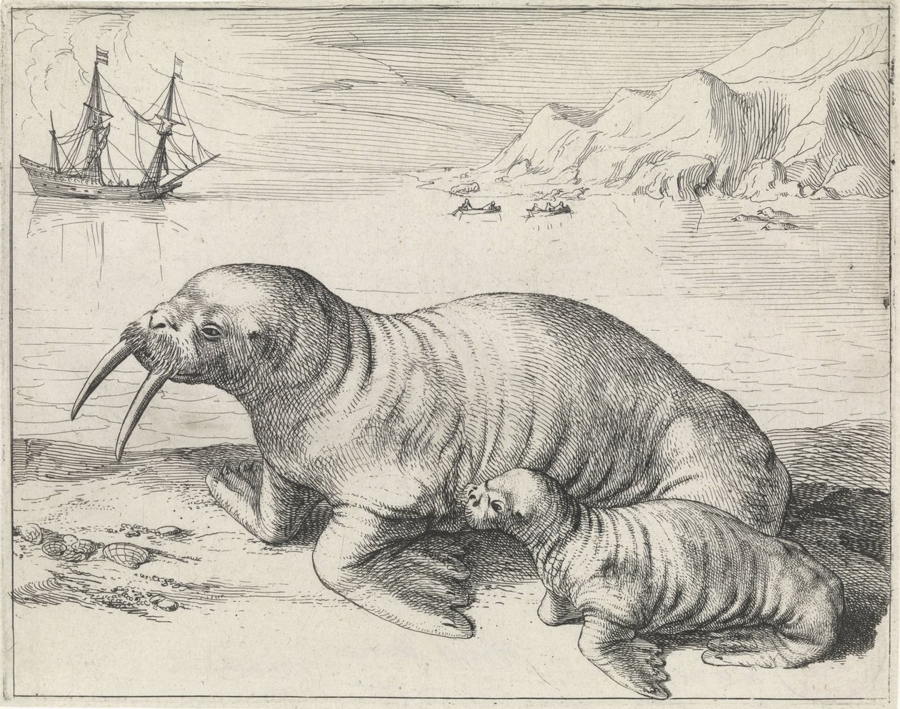 حيوان الفظ بالقرب من Spitsbergen بواسطة Hessel Gerritsz