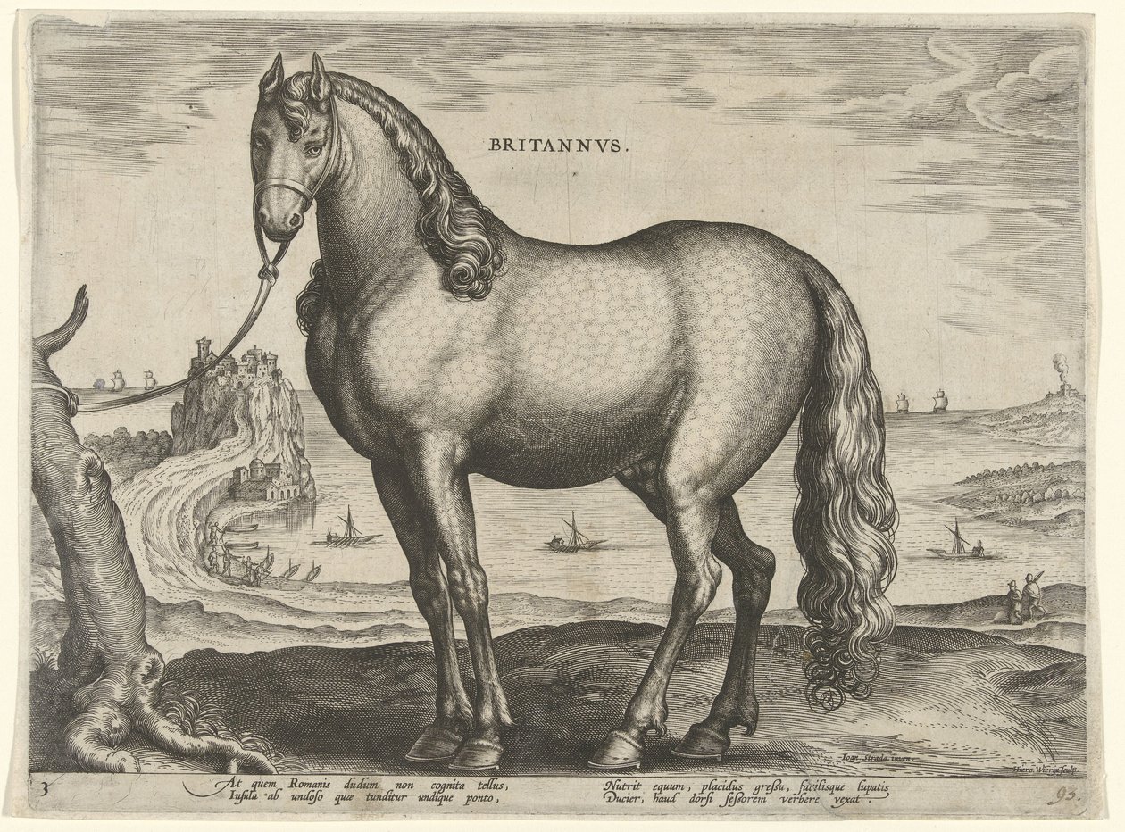 حصان من بريتاني (بريتانوس) Britannvs (العنوان على الكائن) سلالات الخيول من الاسطبلات الملكية في النمسا دون جوان (عنوان السلسلة) Equile Ioannis Austriaci Caroli (عنوان المسلسل) بواسطة هيرونيموس ويريكس