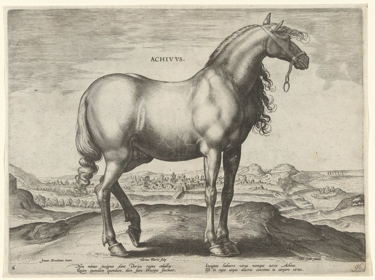 حصان من اليونان (Achivus) Achivvs (العنوان على الكائن) سلالات الخيول من الاسطبلات الملكية لنمسا دون جوان (عنوان السلسلة) Equile Ioannis Austriaci Caroli (عنوان المسلسل) بواسطة هيرونيموس ويريكس