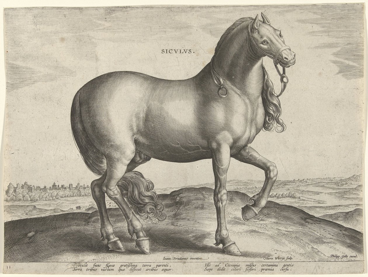 حصان من صقلية (سيكولوس) Sicvlvs (العنوان على الكائن) سلالات الخيول من الاسطبلات الملكية في النمسا دون جوان (عنوان السلسلة) Equile Ioannis Austriaci Caroli (عنوان المسلسل) بواسطة هيرونيموس ويريكس