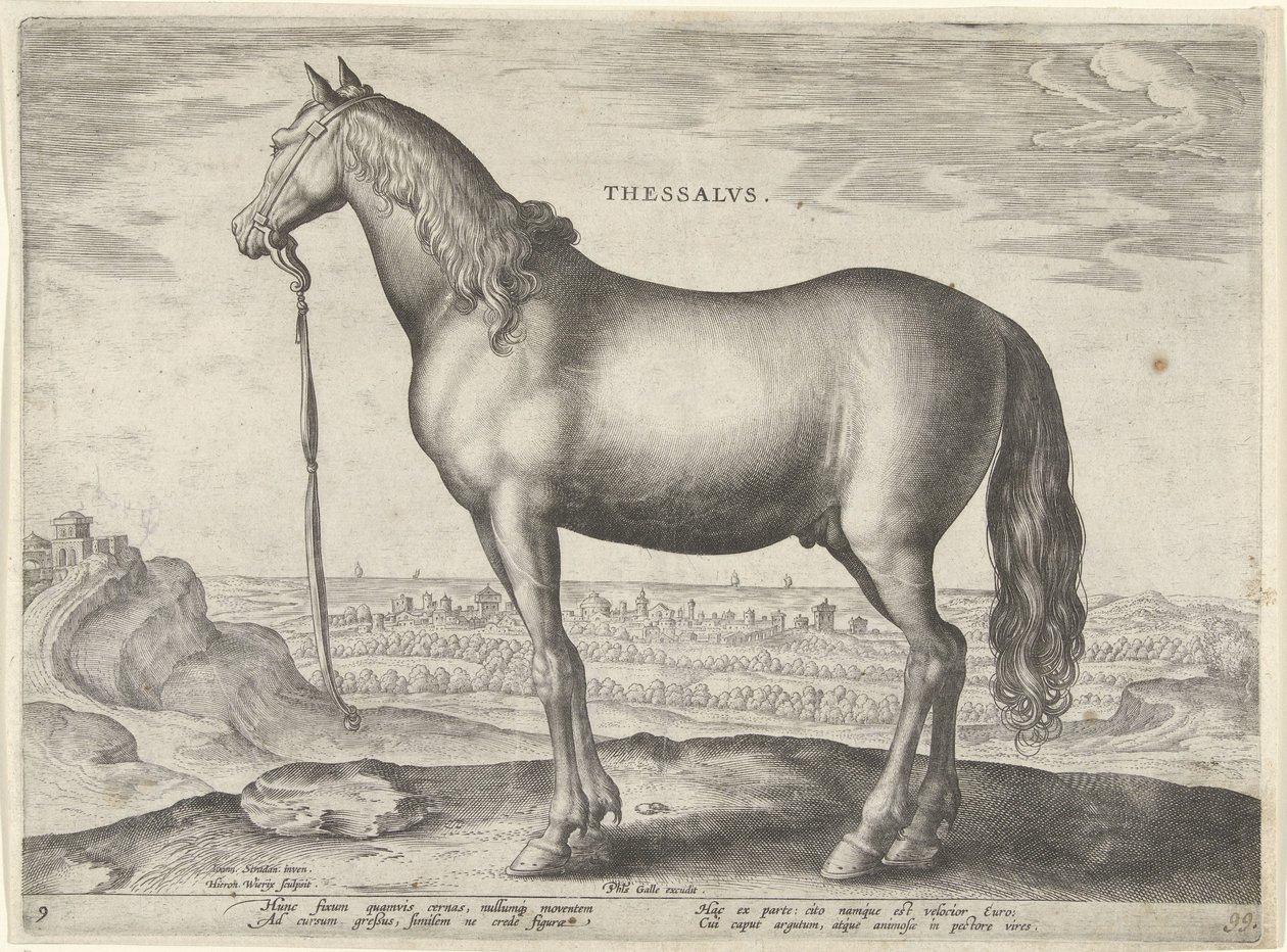 حصان من ثيساليا (ثيسالوس) Thessalvs (العنوان على الكائن) سلالات الخيول من الاسطبلات الملكية في النمسا دون جوان (عنوان السلسلة) Equile Ioannis Austriaci Caroli (عنوان المسلسل) بواسطة هيرونيموس ويريكس