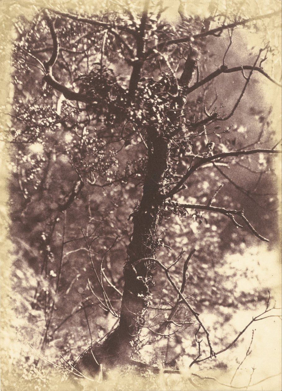 اللبلاب المغطى tree_at Colinton بواسطة هيل وآدامسون